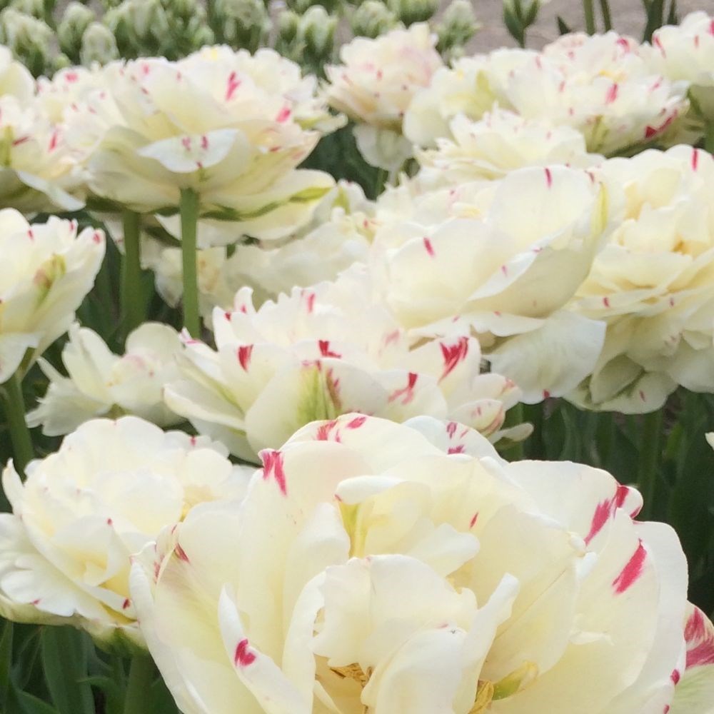 <i>Tulipa</i> 'Danceline'