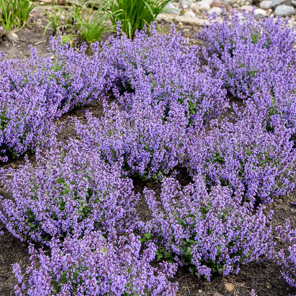 <i>Nepeta</i> 'Cat's Pajamas'