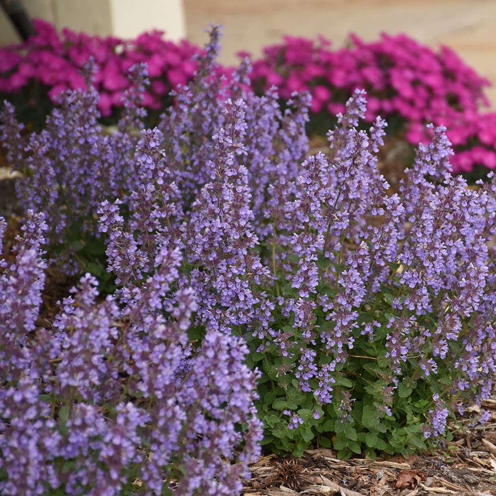 <i>Nepeta</i> 'Cat's Pajamas'