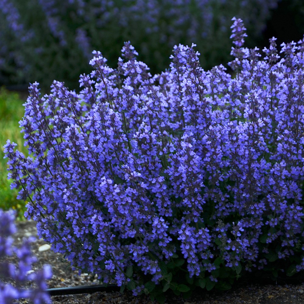 <i>Nepeta</i> 'Cat's Pajamas'