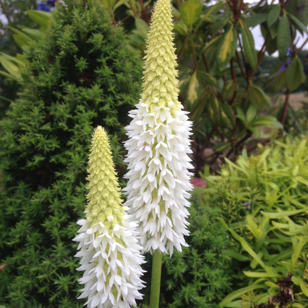 <I>Primula vialii</i> <b class=small-caps>Alison Holland</b> ('Aliholl') (PBR)