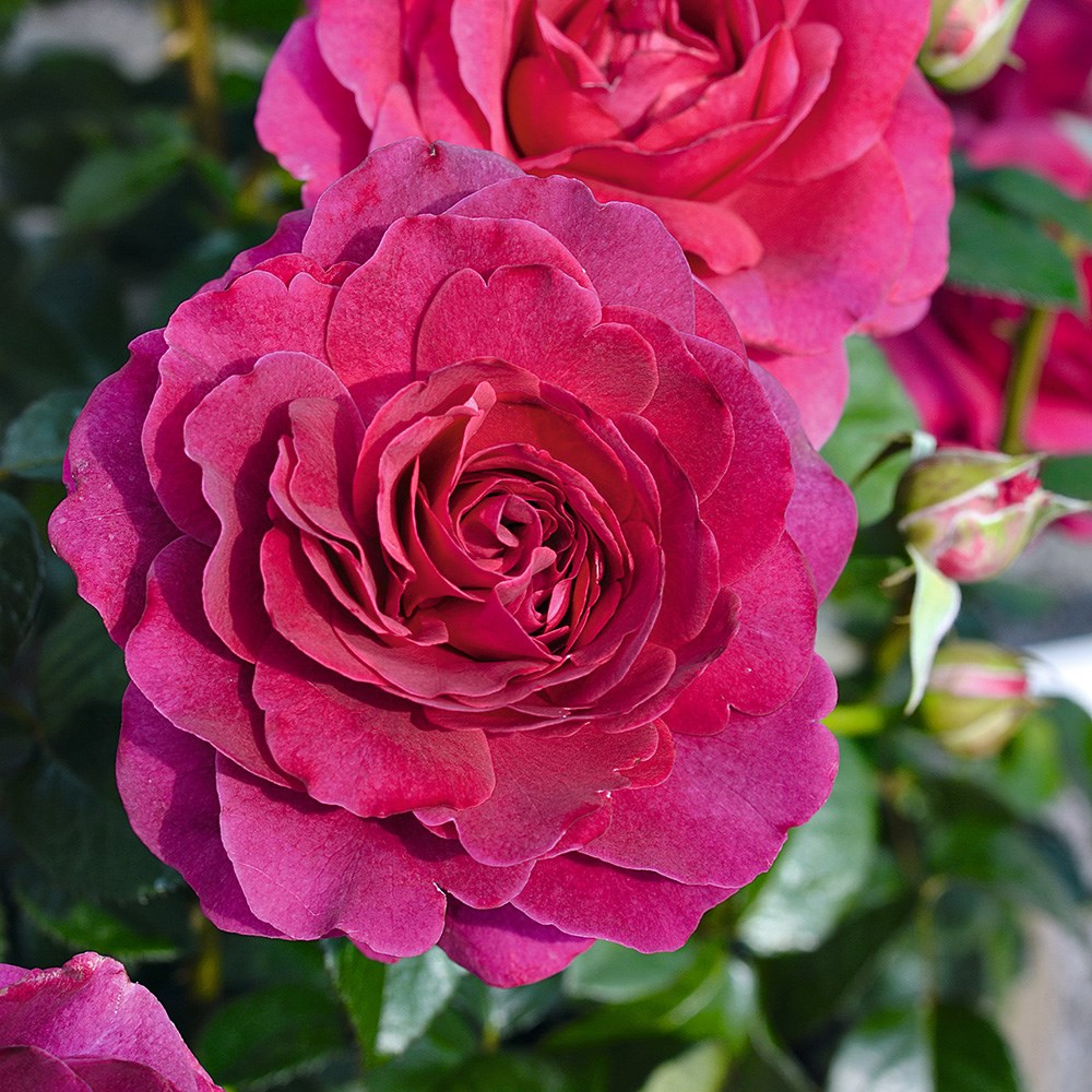 <i>Rosa</i> <b class=small-caps>Timeless Purple</b> ('Noa38121') (PBR) | Hybrid Tea Rose
