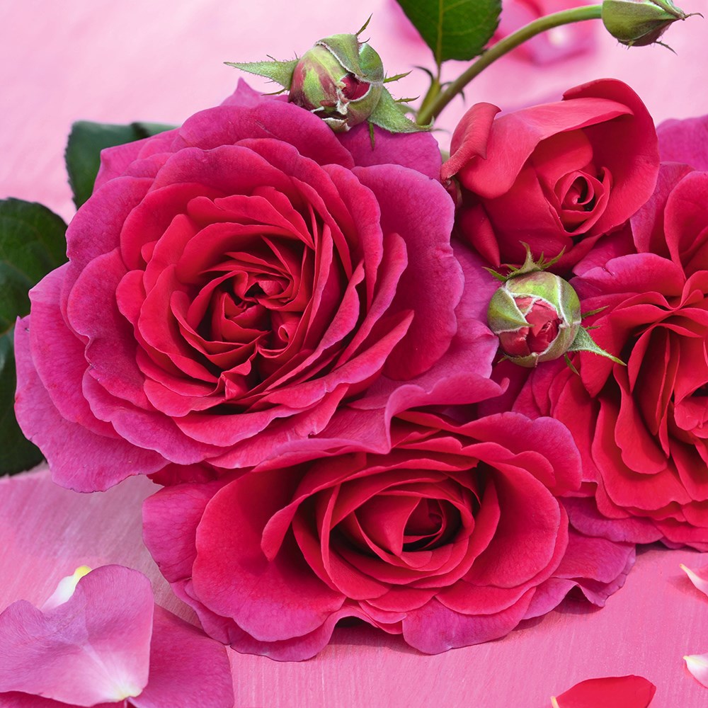 <i>Rosa</i> <b class=small-caps>Timeless Purple</b> ('Noa38121') (PBR) | Hybrid Tea Rose