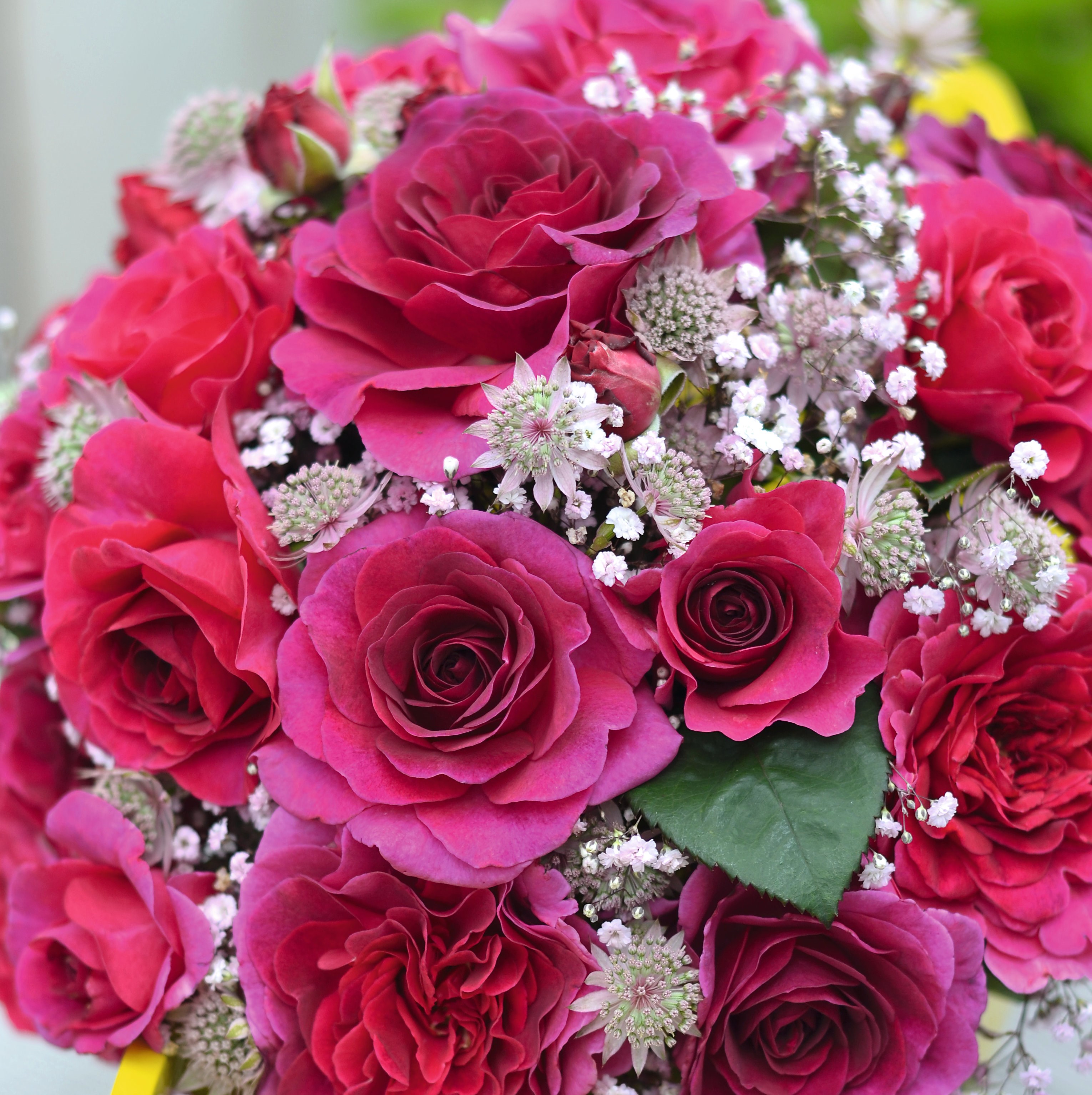 <i>Rosa</i> <b class=small-caps>Timeless Purple</b> ('Noa38121') (PBR) | Hybrid Tea Rose