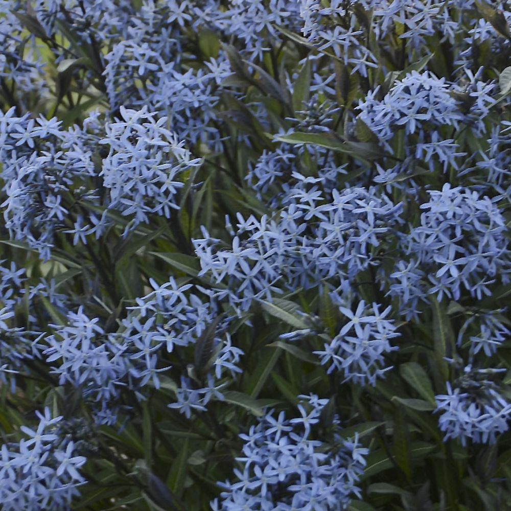 <i>Amsonia tabernaemontana</i> 'Storm Cloud'