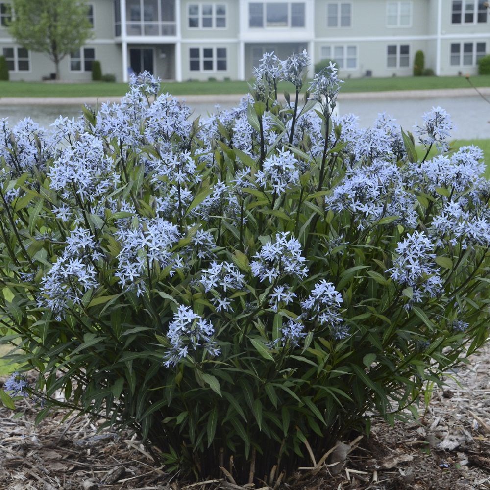 <i>Amsonia tabernaemontana</i> 'Storm Cloud'