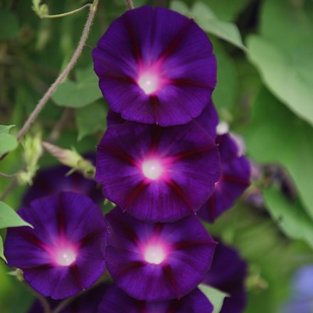 Ipomoea purpurea Grandpa Otts
