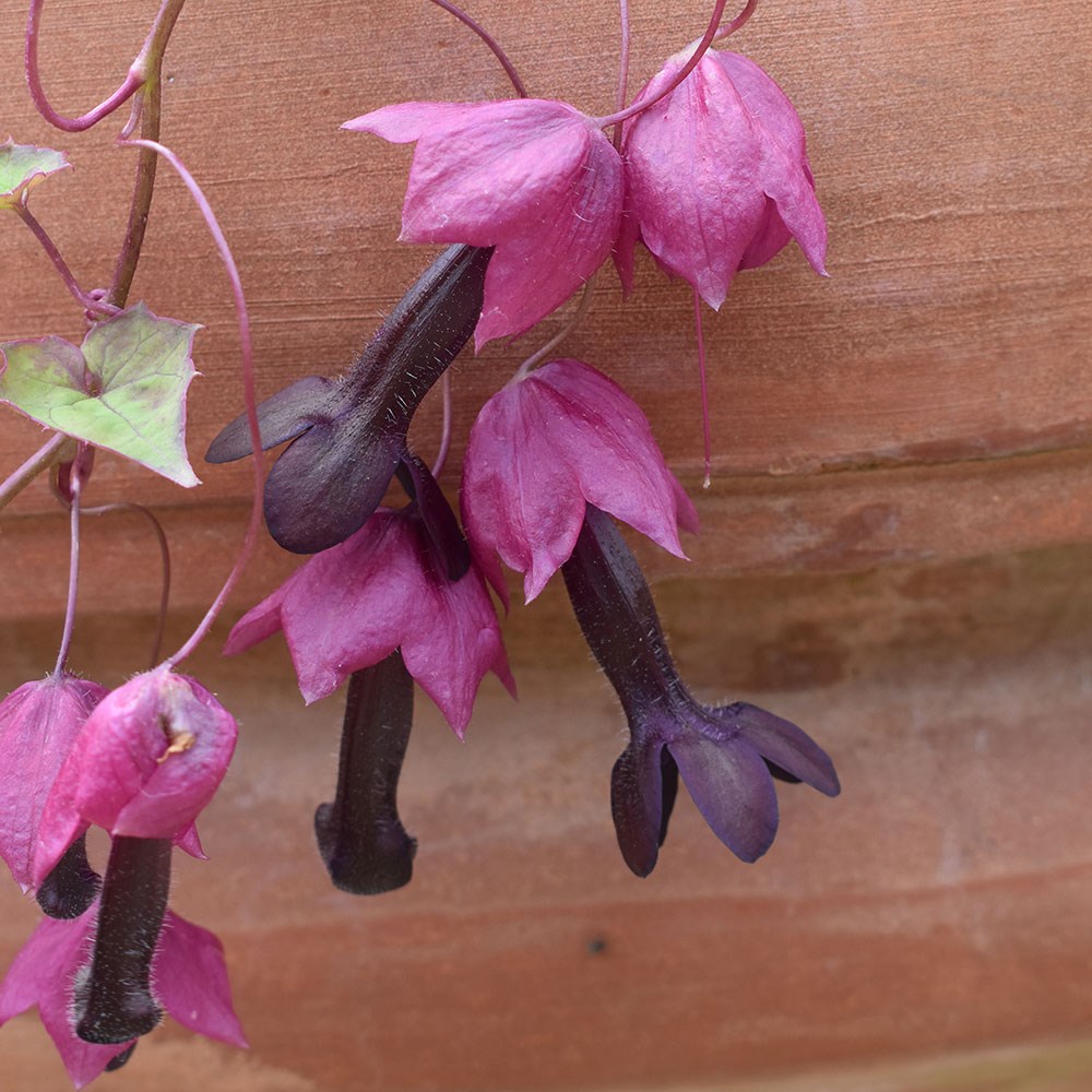 <i>Rhodochiton atrosanguineus</i> 