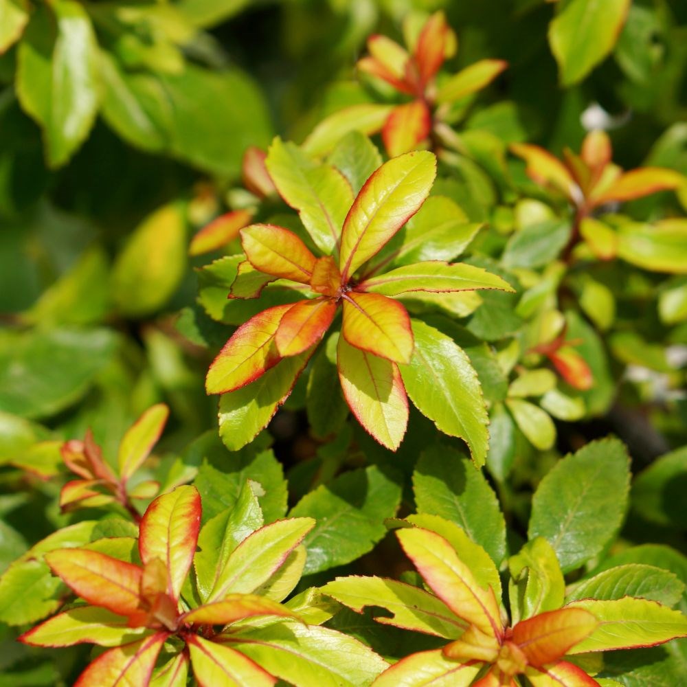 <i>Escallonia</i> <b class=small-caps>Glowing Embers</b> ('Lowat21') (PBR)