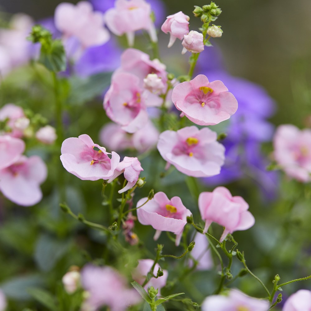<i>Diascia</i> 'Diamond Light Pink'