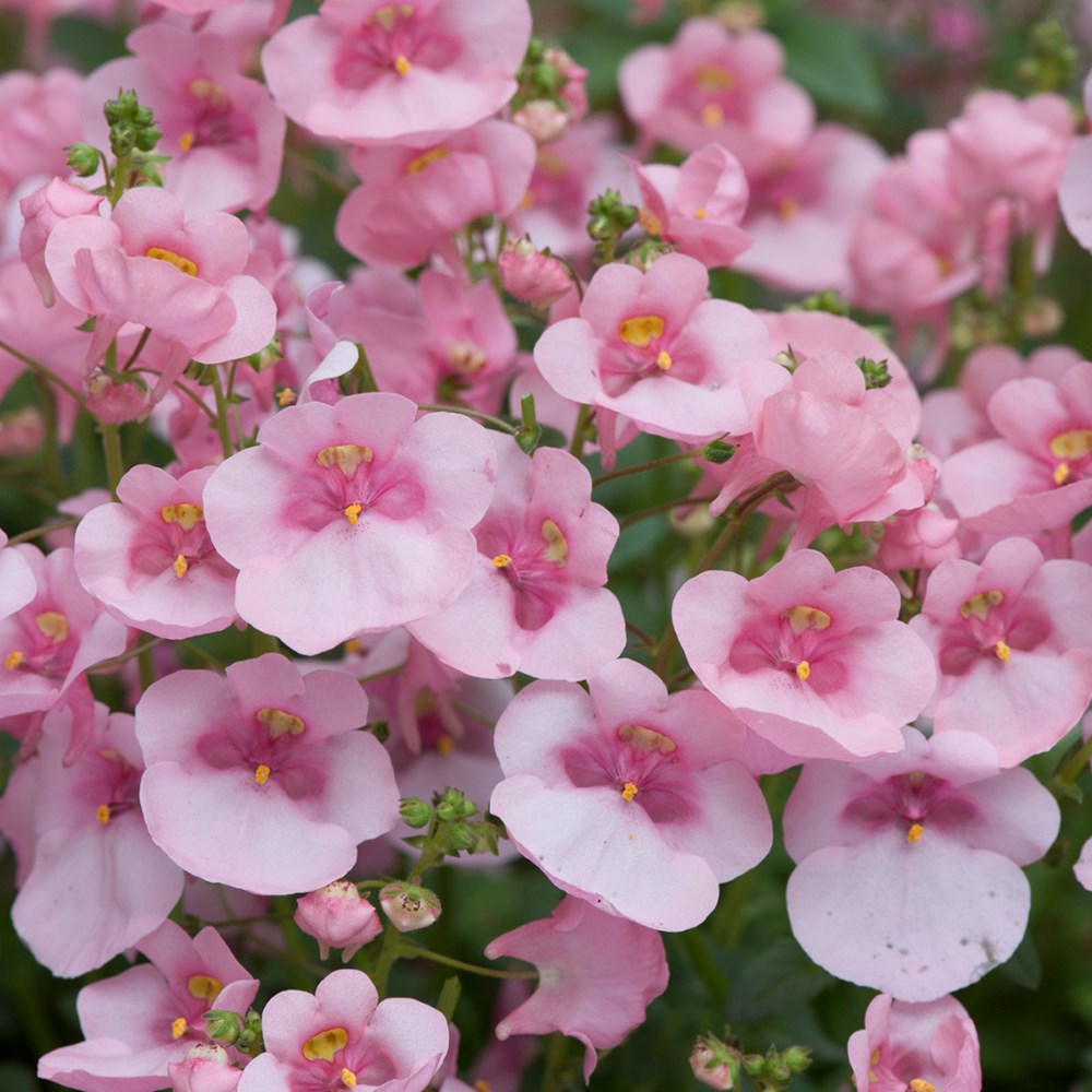 <i>Diascia</i> 'Diamond Light Pink'
