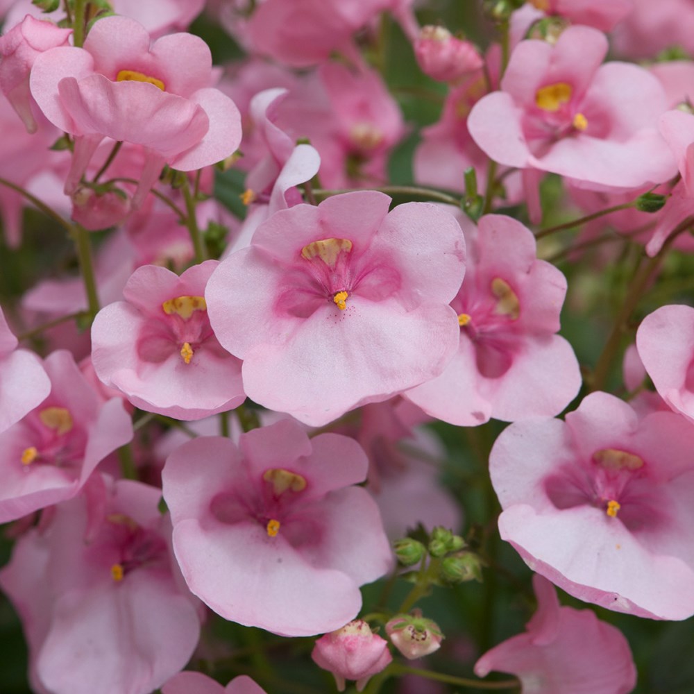 <i>Diascia</i> 'Diamond Light Pink'