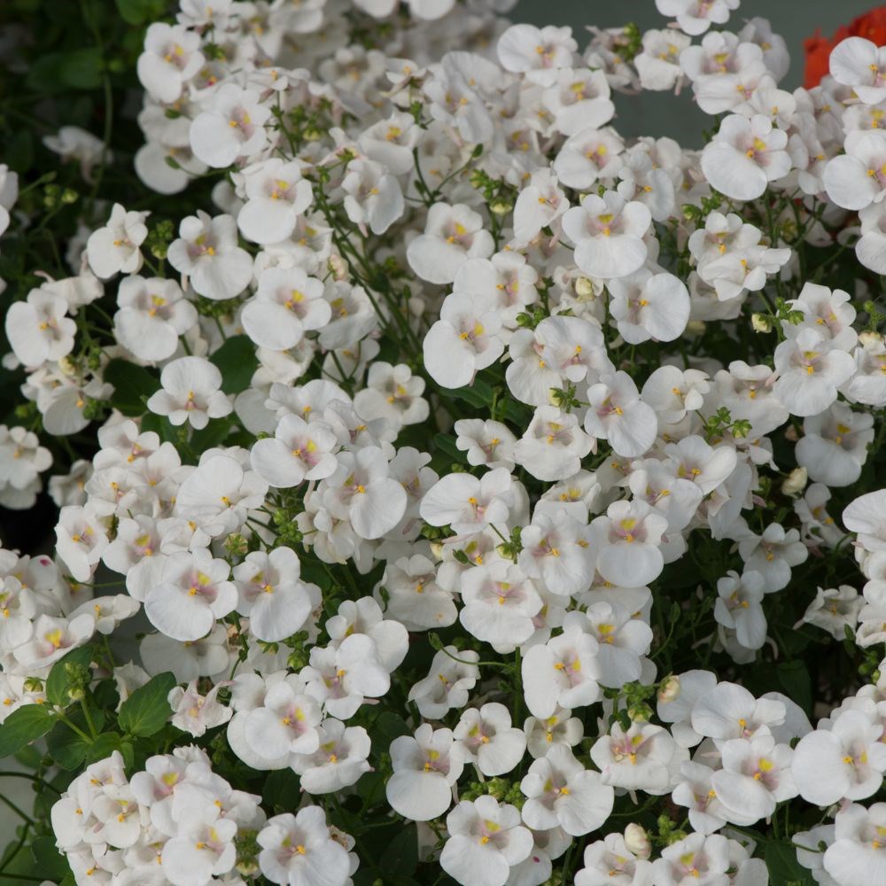 <i>Diascia</i> 'Diamond White Blush'