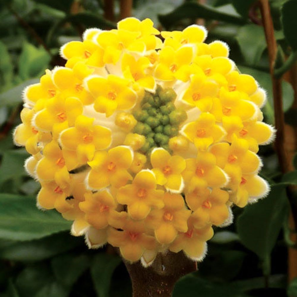 <i>Edgeworthia chrysantha</i> 'Grandiflora'