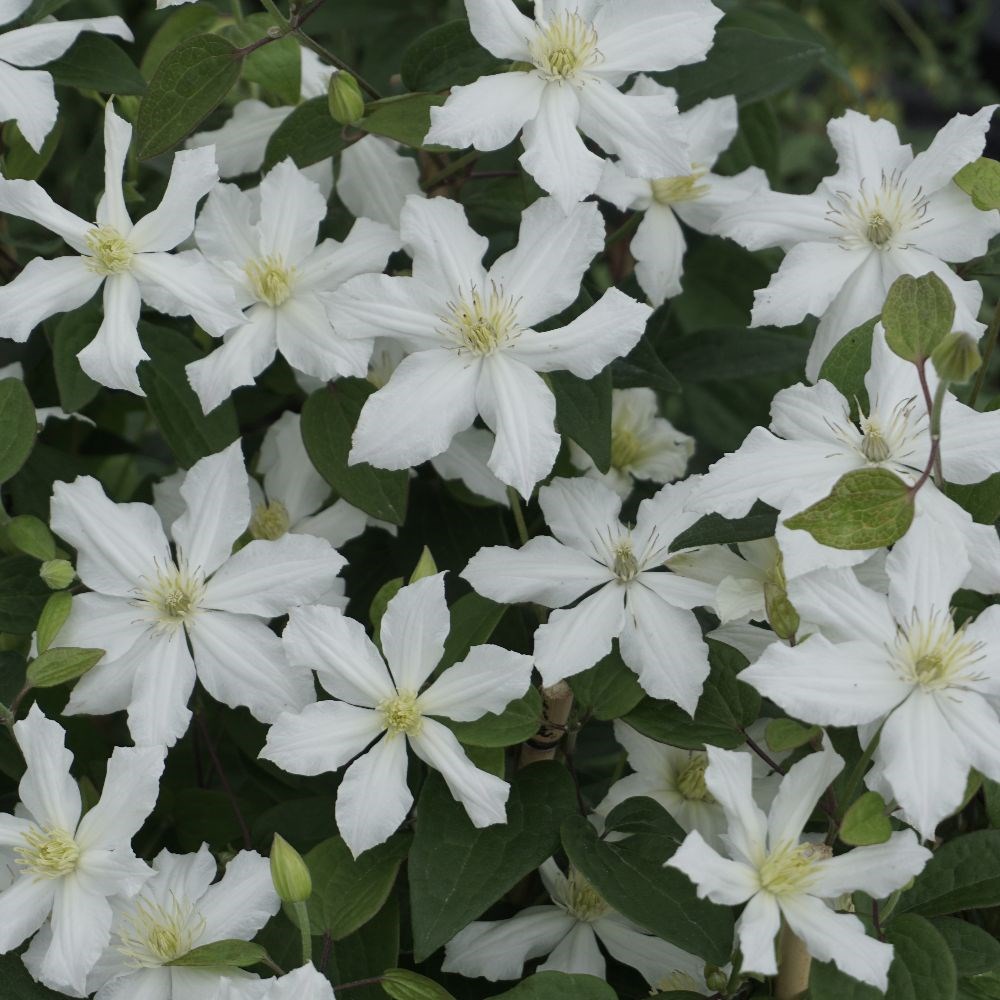 <i>Clematis</i> <b class=small-caps>White Arabella</b> ('Zo14089') (PBR)
