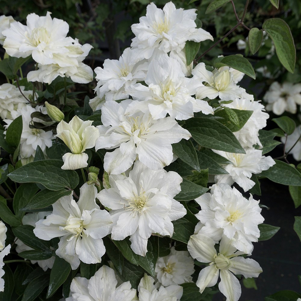 <i>Clematis</i> <b class=small-caps>White Arabella</b> ('Zo14089') (PBR)