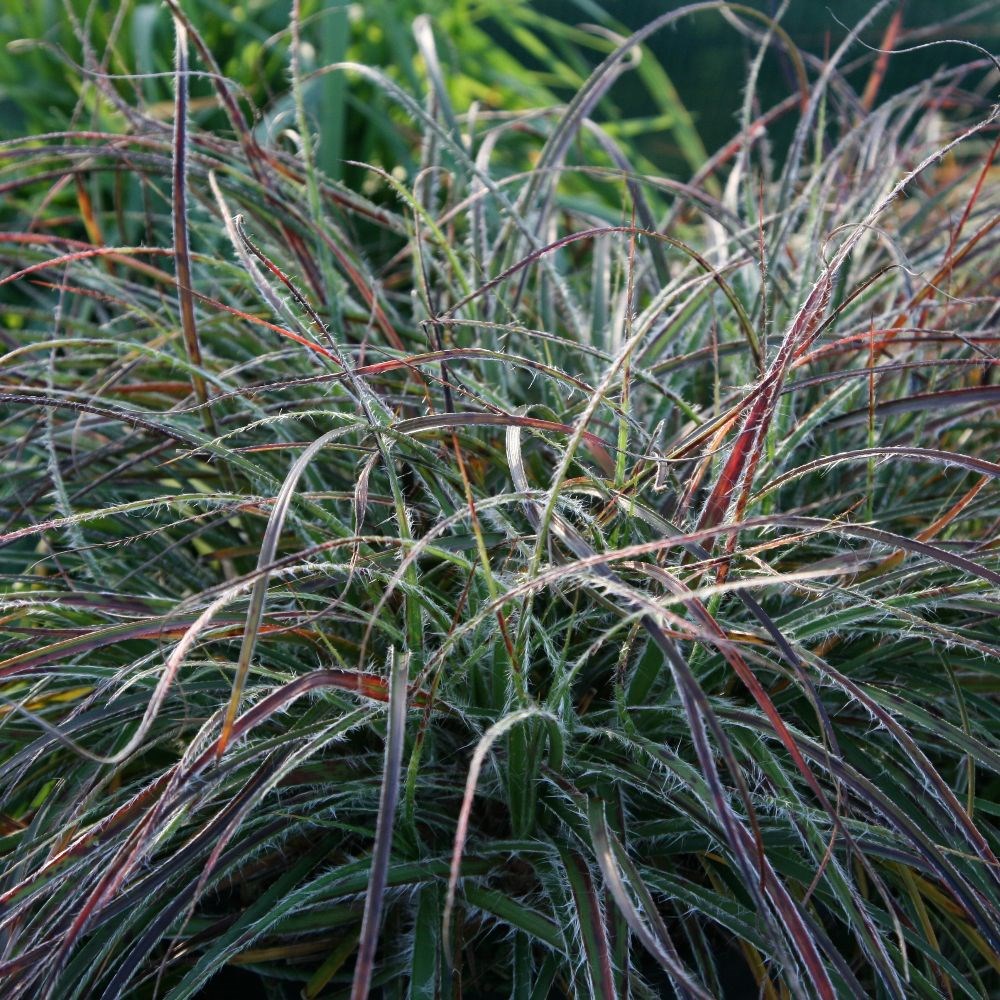 <i>Luzula nivea</i> 