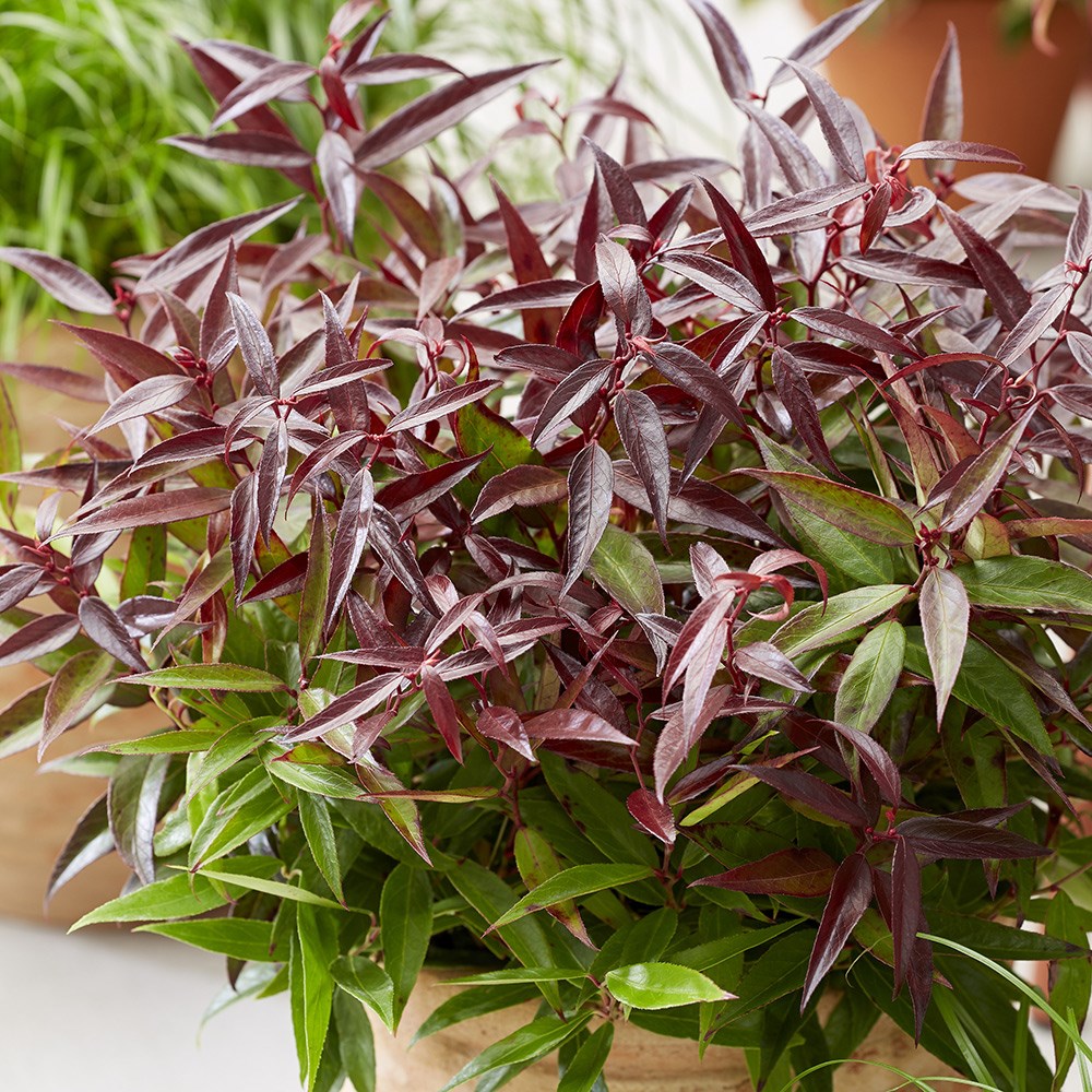 <I>Leucothoe keiskei</i> <b class=small-caps>Burning Love</b> ('Opstal 50') (PBR)
