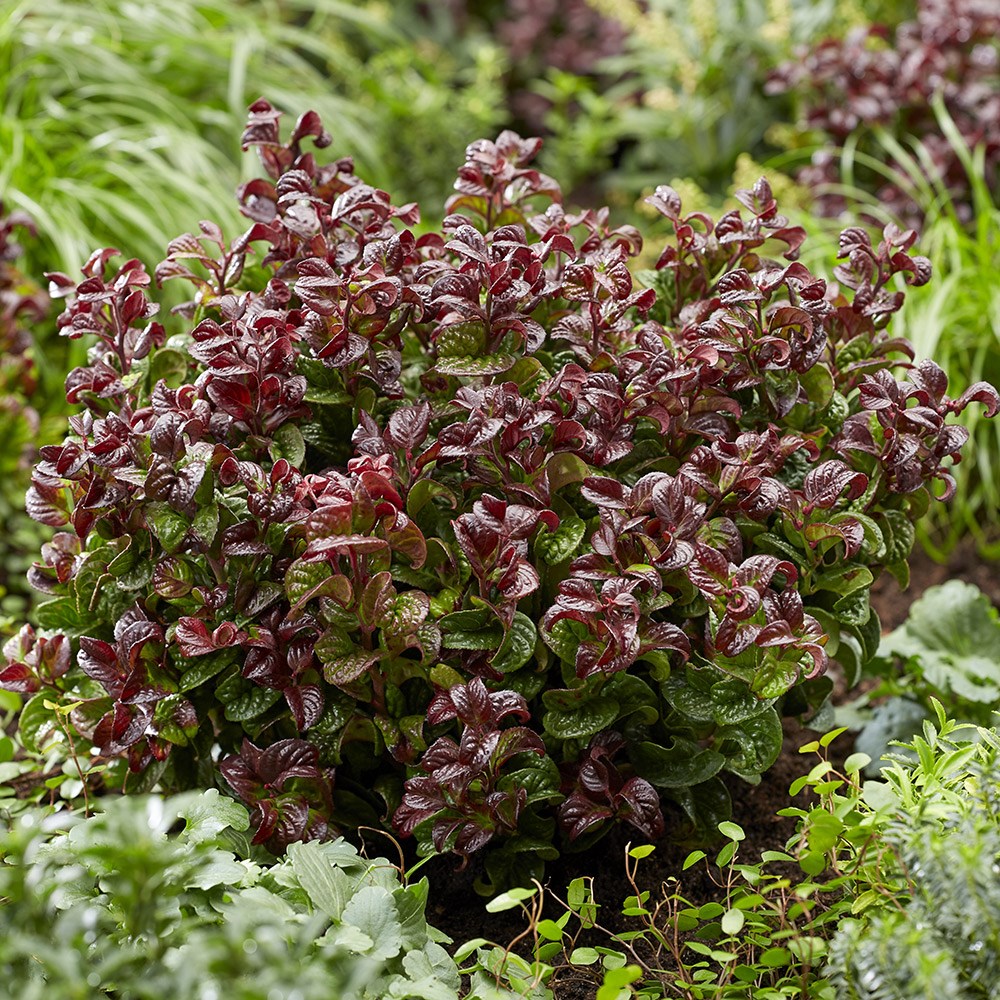 <I>Leucothoe axillaris</i> 'Curly Red' (PBR)