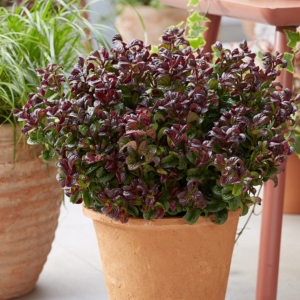 <I>Leucothoe axillaris</i> 'Curly Red' (PBR)