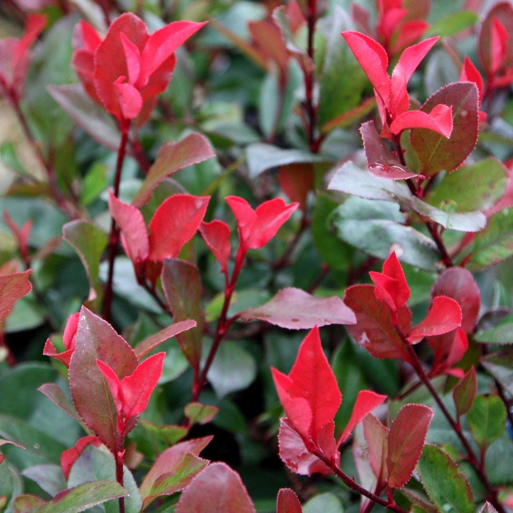 <i>Photinia</i> × <i>fraseri</i> 'Little Red Robin'