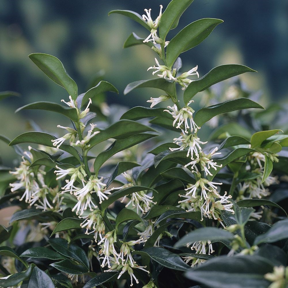 <i>Sarcococca hookeriana</i> var. <i>humilis</i>