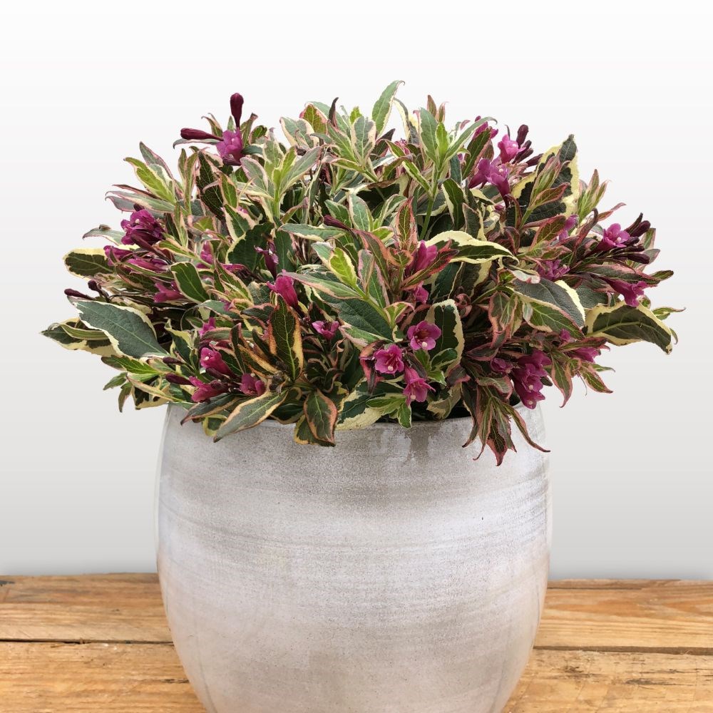 <I>Weigela florida</i> <b class=small-caps>All Summer Monet</b> ('Verweig 8') (PBR) (All Summer Series)