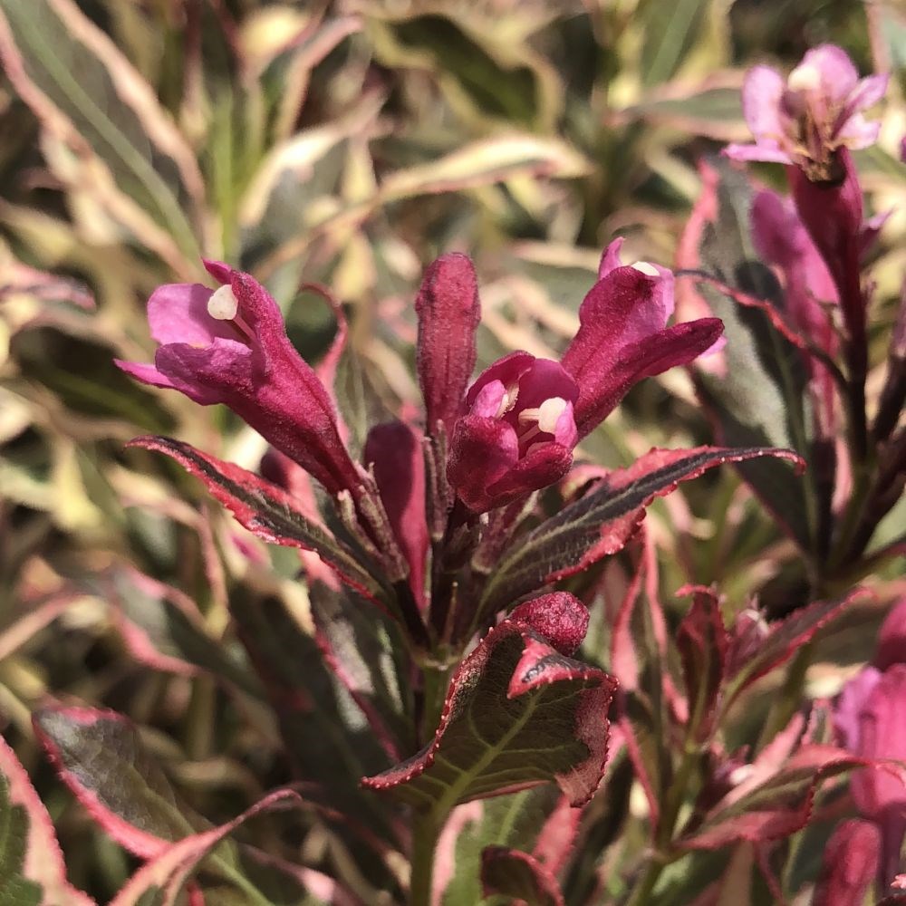<I>Weigela florida</i> <b class=small-caps>All Summer Monet</b> ('Verweig 8') (PBR) (All Summer Series)