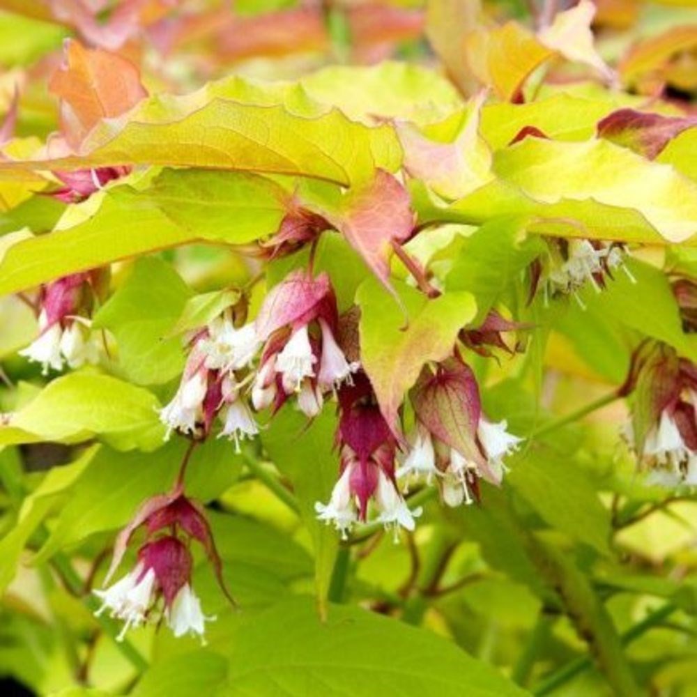 <i>Leycesteria</i> <b class=small-caps>Golden Lanterns</b> ('Notbruce') (PBR)