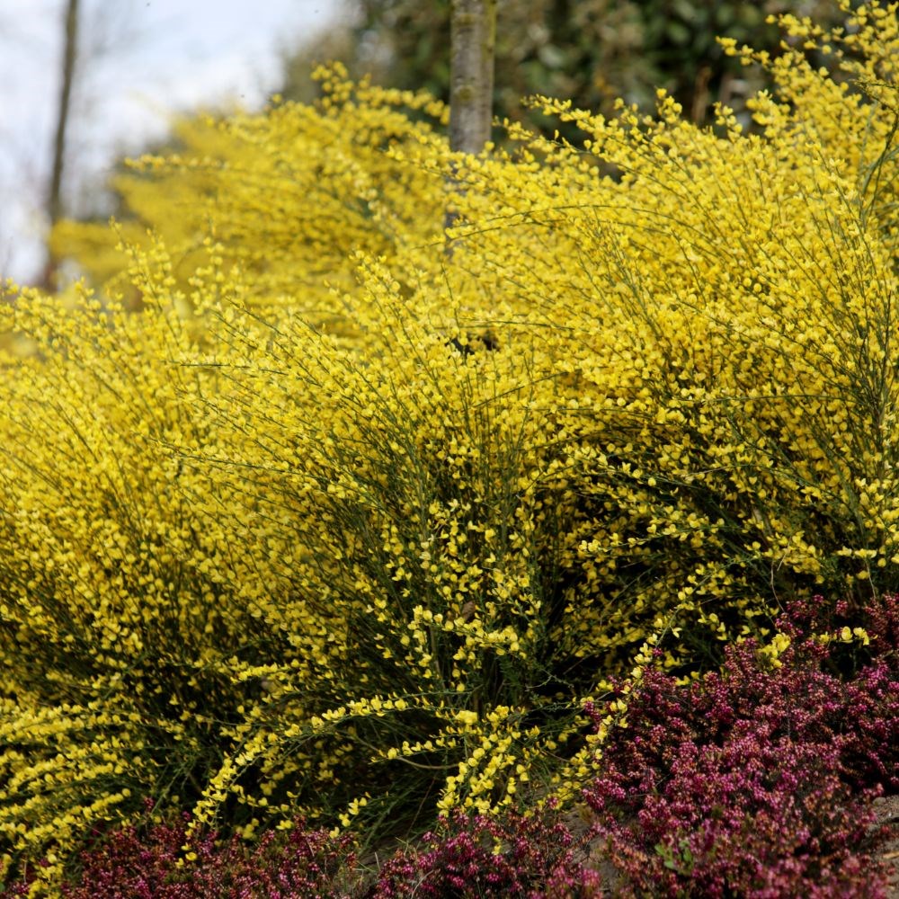 <i>Cytisus</i> × <i>praecox</i> 'Allgold'