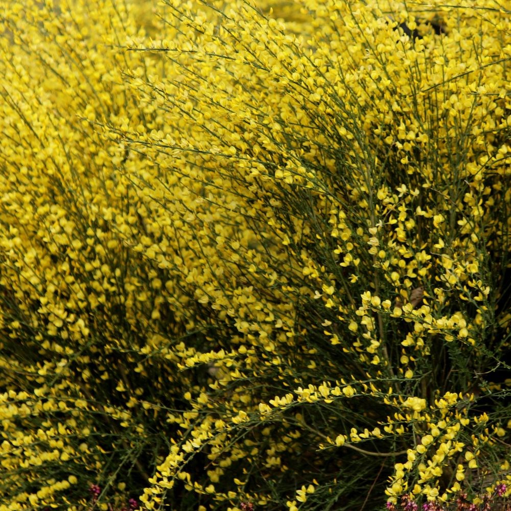 <i>Cytisus</i> × <i>praecox</i> 'Allgold'