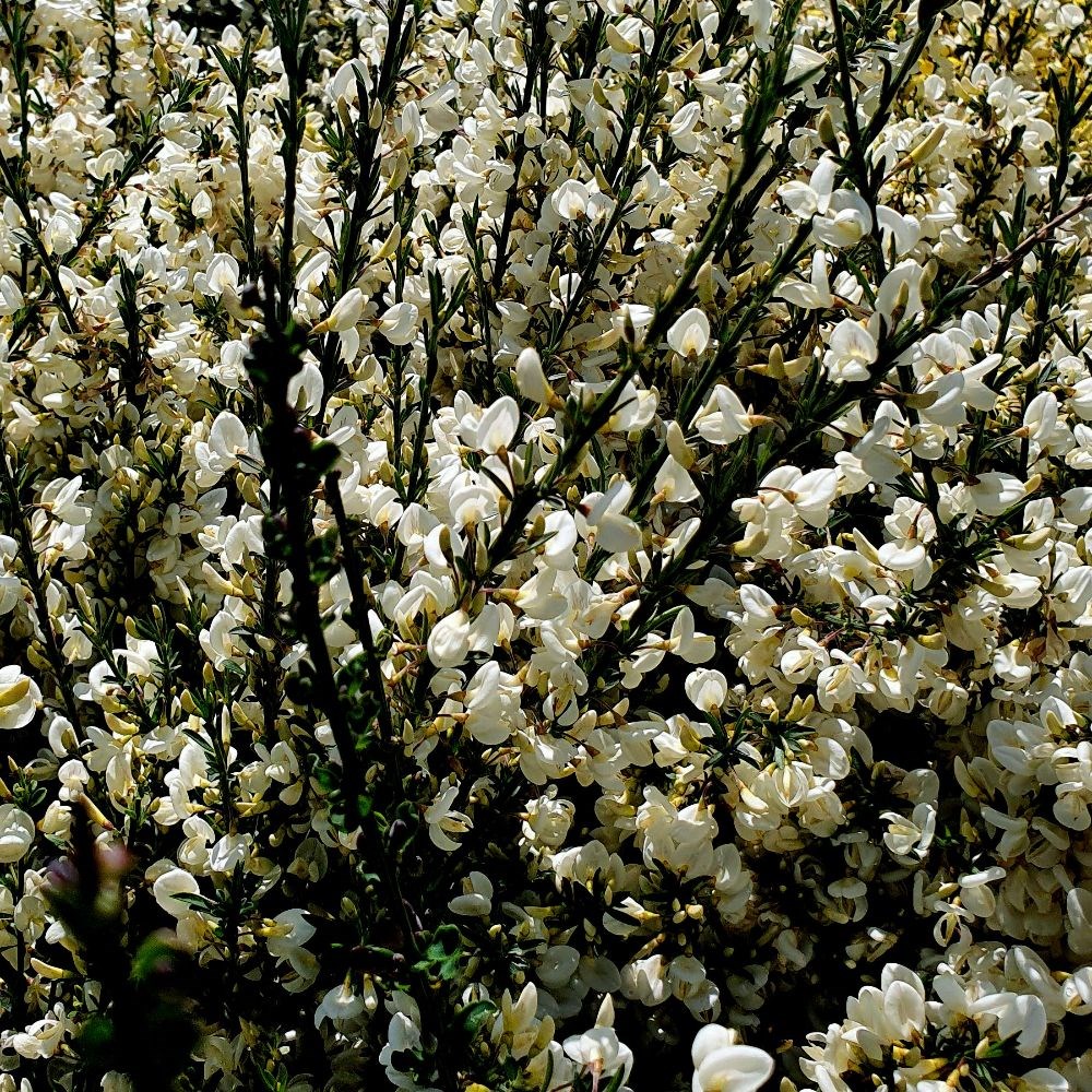 <i>Cytisus</i> × <i>praecox</i> 'Albus'