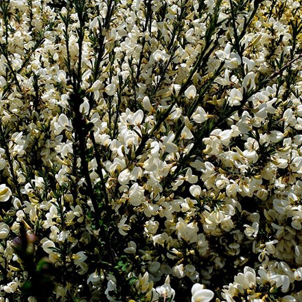 Cytisus × praecox Albus