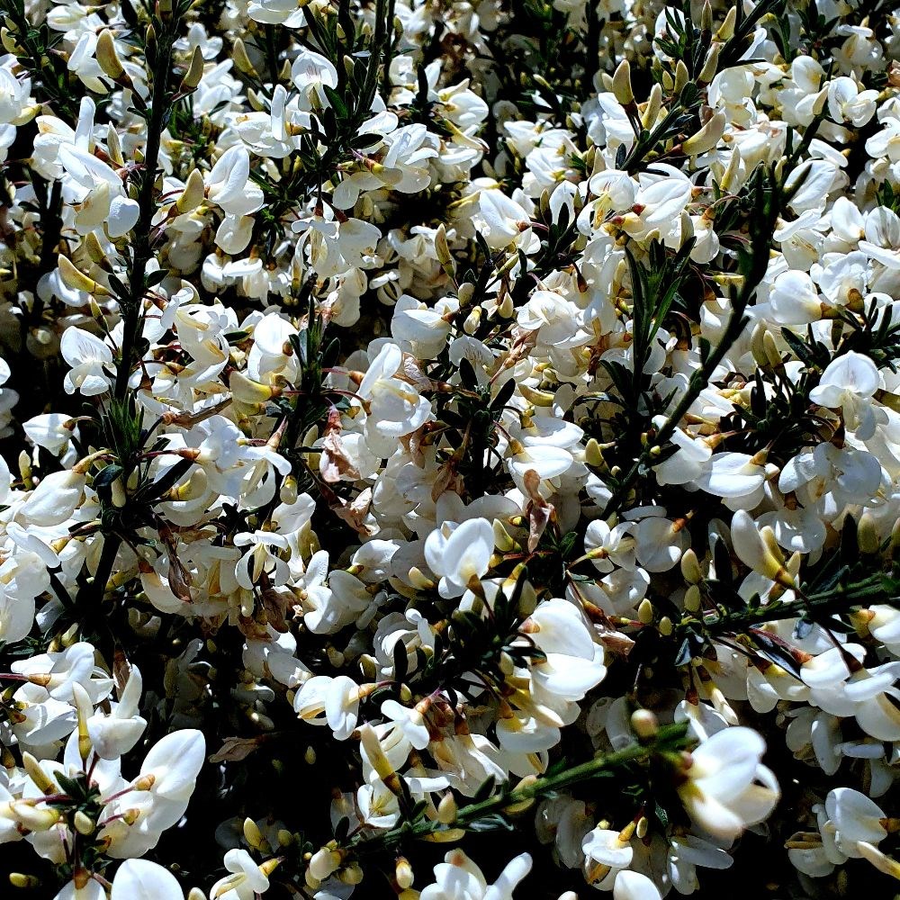 <i>Cytisus</i> × <i>praecox</i> 'Albus'