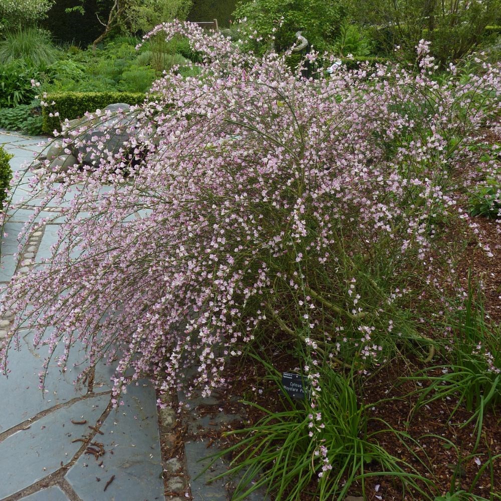 <i>Cytisus</i> 'Moyclare Pink'