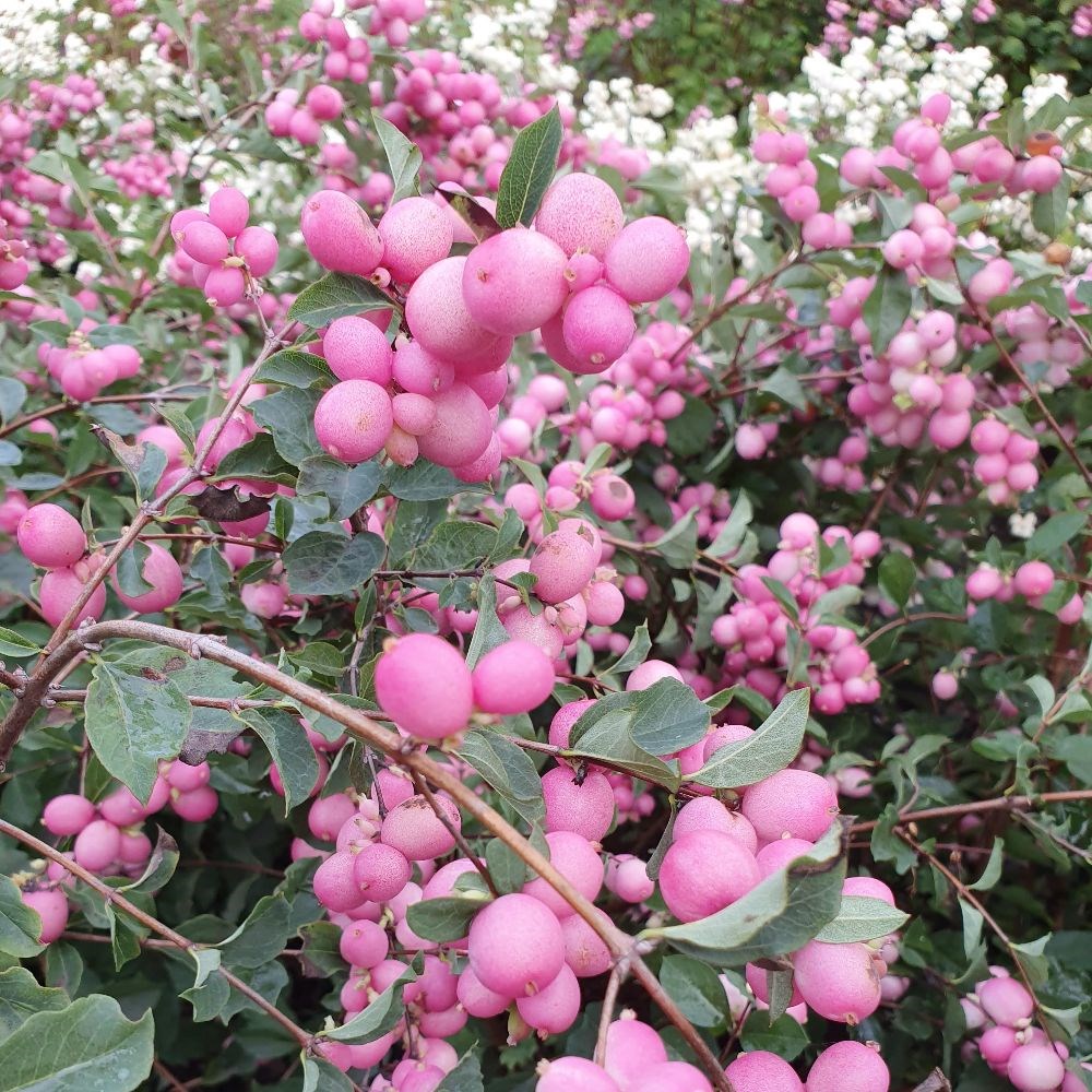 <i>Symphoricarpos</i> × <i>doorenbosii</i> 'Magic Berry'