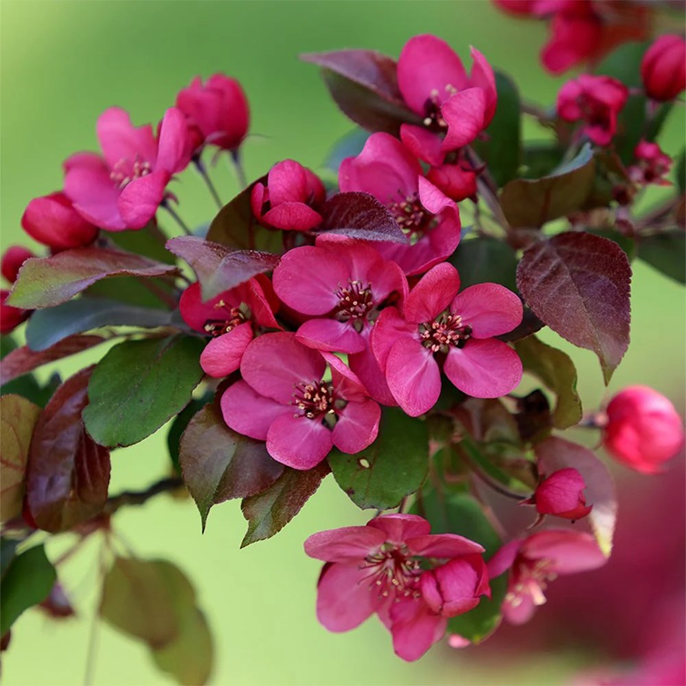 <i>Malus</i> 'Scarlett'