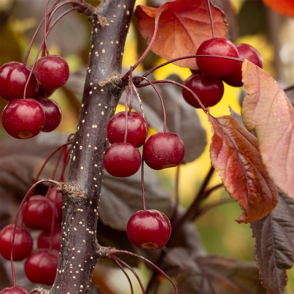 <i>Malus</i> 'Scarlett'
