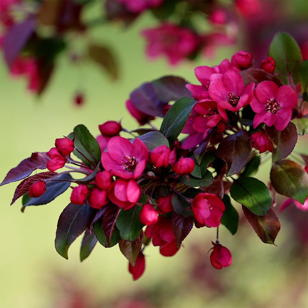 <i>Malus</i> 'Scarlett'