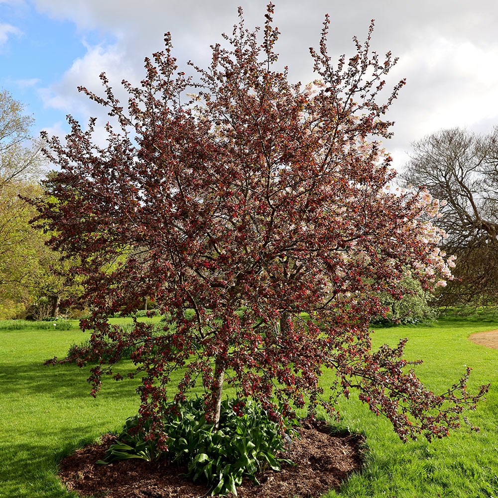 <i>Malus</i> 'Scarlett'