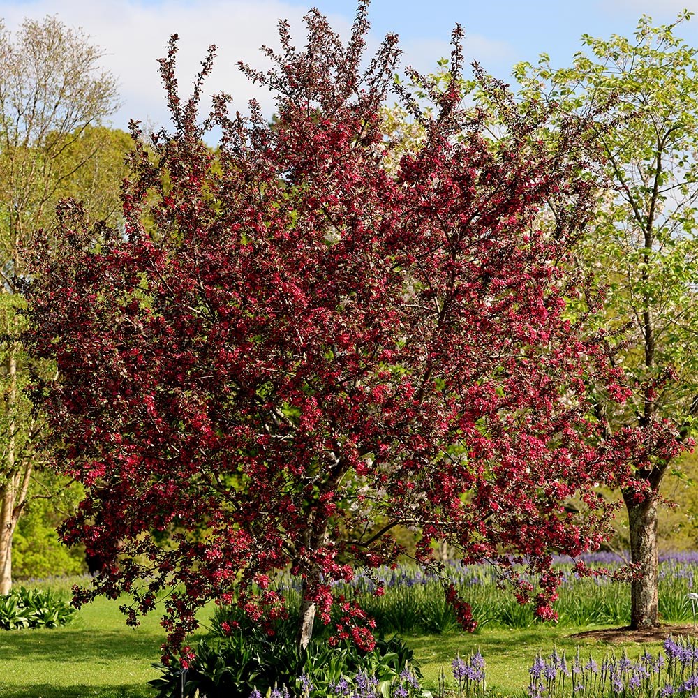 <i>Malus</i> 'Scarlett'