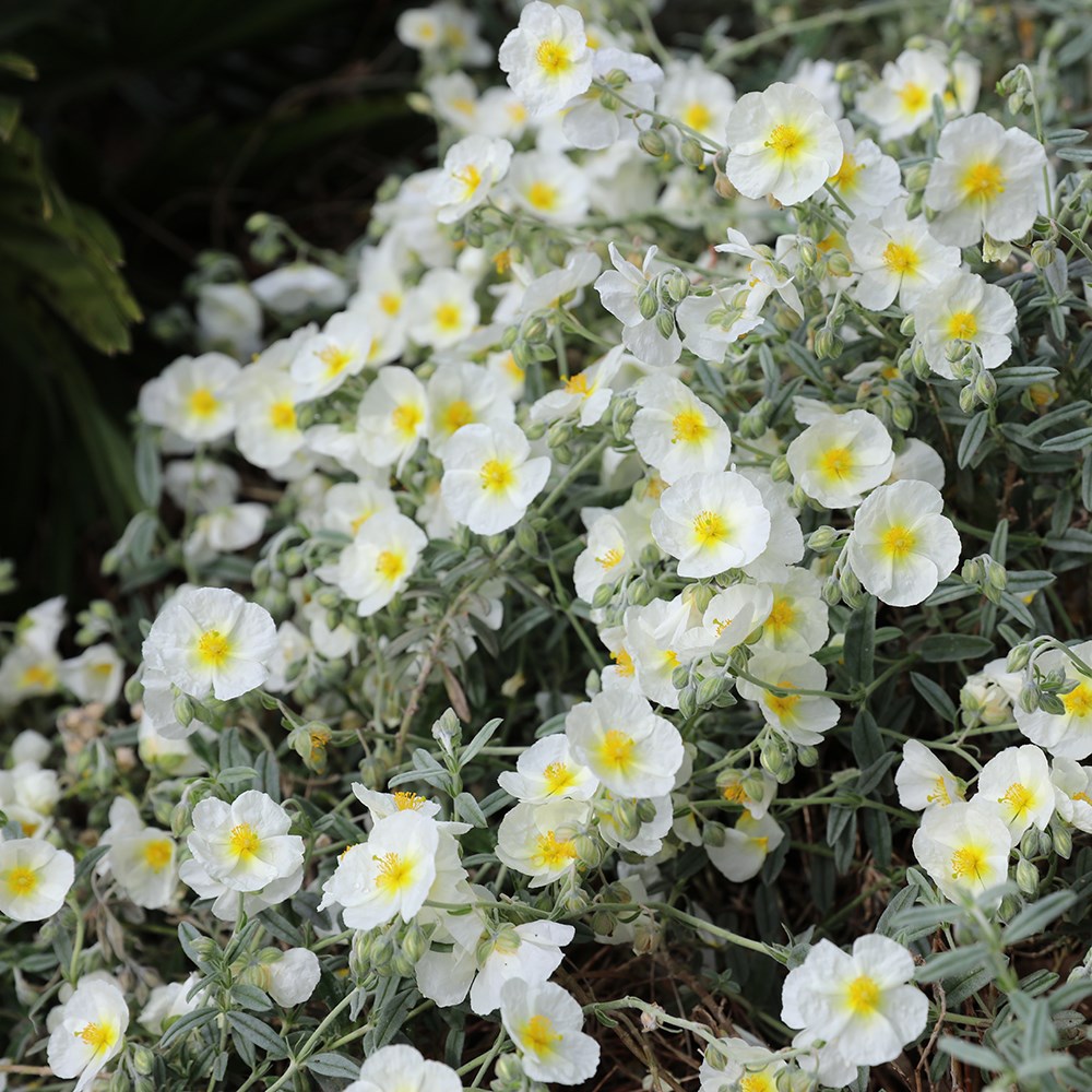 <i>Helianthemum</i> 'The Bride'