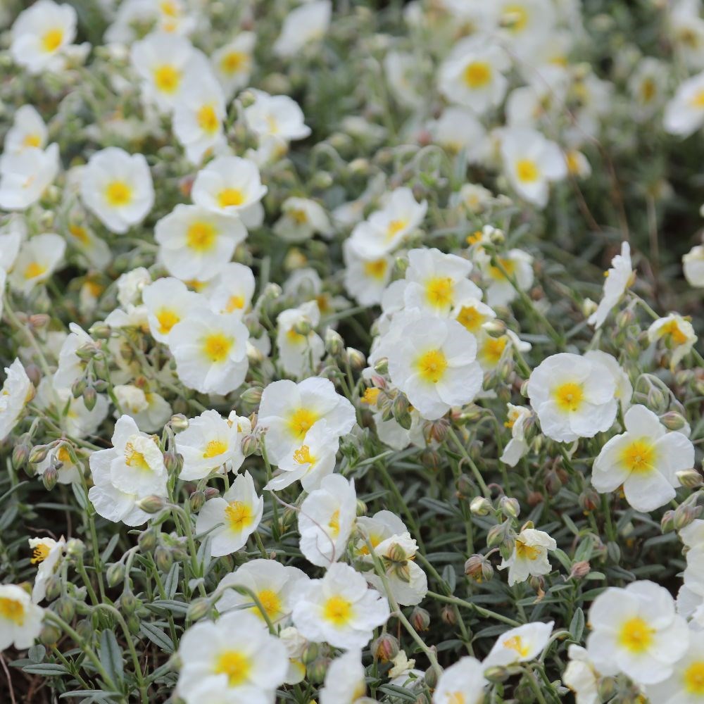<i>Helianthemum</i> 'The Bride'