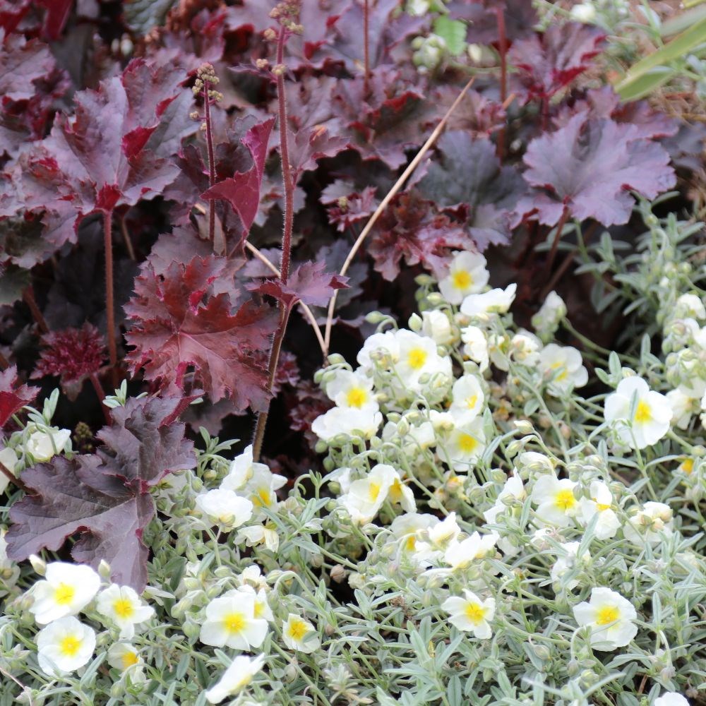 <i>Helianthemum</i> 'The Bride'