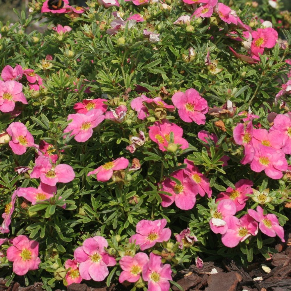 <i>Potentilla fruticosa</i> <b class=small-caps>Bellissima</b> ('Hachliss') (PBR)