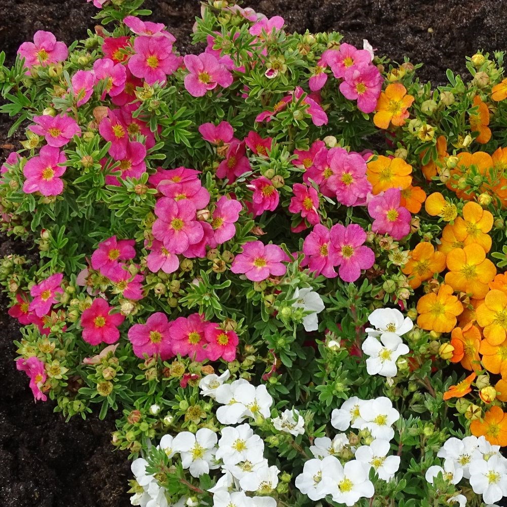 <i>Potentilla fruticosa</i> <b class=small-caps>Bellissima</b> ('Hachliss') (PBR)