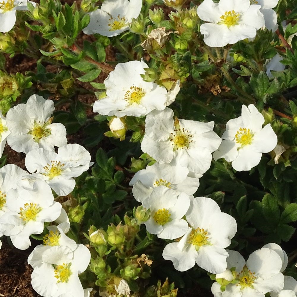 <i>Potentilla fruticosa</i> <b class=small-caps>Bella Bianca</b> ('Hachbianca') (PBR)