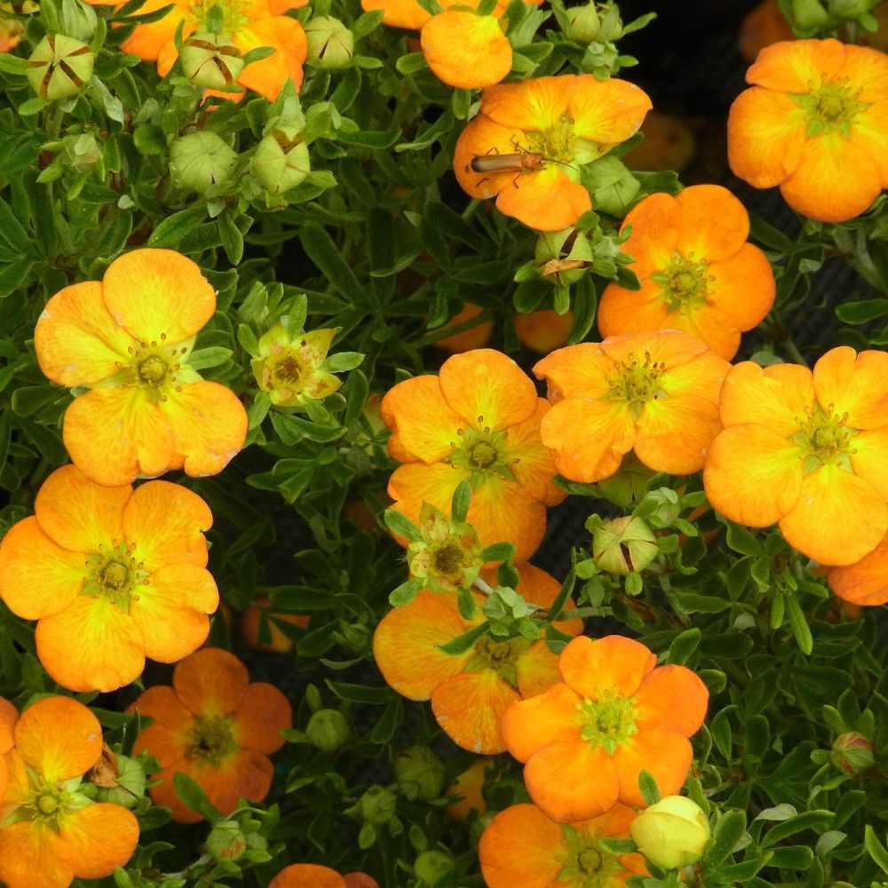 <i>Potentilla fruticosa</i> <b class=small-caps>Bella Sol</b> ('Hachdon') (PBR)