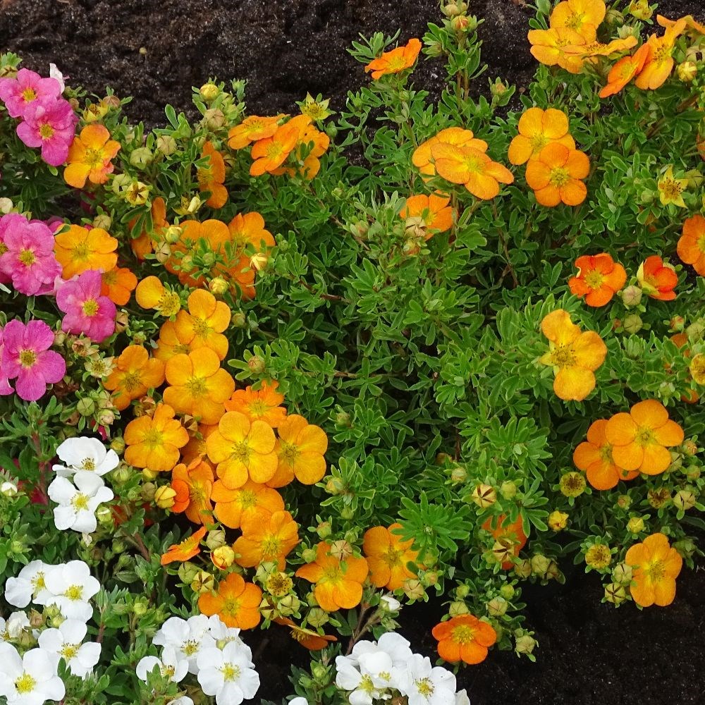 <i>Potentilla fruticosa</i> <b class=small-caps>Bella Sol</b> ('Hachdon') (PBR)