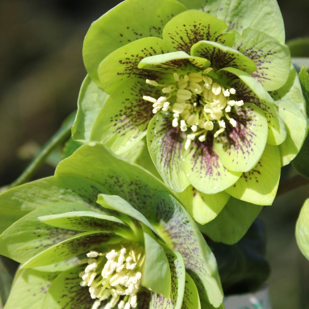 <i>Helleborus</i> × <i>hybridus</i> Harvington double green speckled